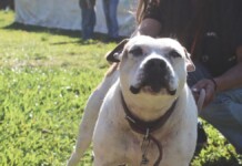 Cães do Abrigo Palmira Gobbi aguardam por adoção em Canoas