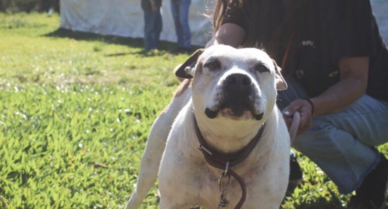 Cães do Abrigo Palmira Gobbi aguardam por adoção em Canoas