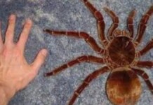 Na foto, a maior aranha do mundo