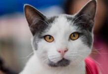 2ª edição do 'Programa MIAU' promove castração gratuita de gatos em Canoas