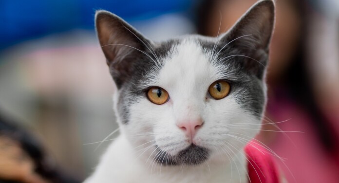 2ª edição do 'Programa MIAU' promove castração gratuita de gatos em Canoas