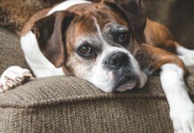 foto de um cachorro ilustrando a questão: por que agosto é o mês do cachorro louco? Surpreenda-se com a resposta!