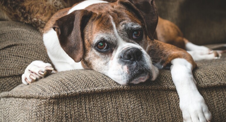 foto de um cachorro ilustrando a questão: por que agosto é o mês do cachorro louco? Surpreenda-se com a resposta!
