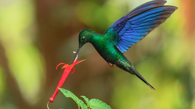 Na foto, o beija flor