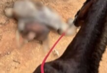 Na foto, o cavalo que morreu