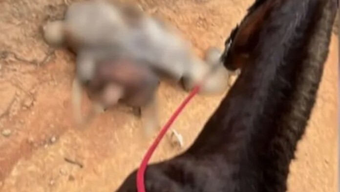 Na foto, o cavalo que morreu