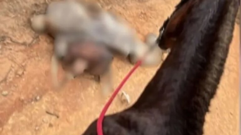 Na foto, o cavalo que morreu