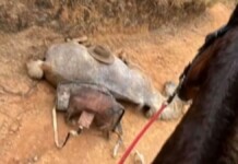 foto do cavalo que morreu em SP