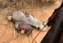 "Não sou um monstro", diz homem que cortou patas de cavalo com facão