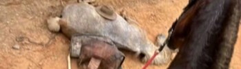 foto do cavalo que morreu em SP