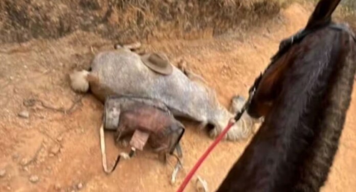 foto do cavalo que morreu em SP
