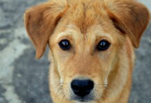 foto do dia mundial do cachorro