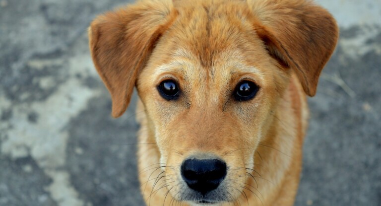 foto do dia mundial do cachorro