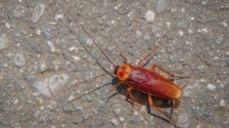 Na foto, as baratas que transmitem doenças