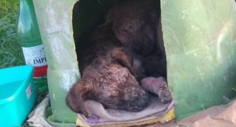 VÍDEO: Resgate de filhotes em Canoas viraliza na internet