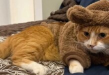 Gato é morto com tiro dentro de condomínio de luxo na região metropolitana