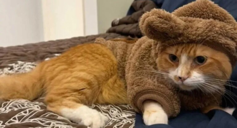 Gato é morto com tiro dentro de condomínio de luxo na região metropolitana