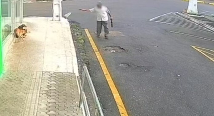 imagem do idoso preso por envenenar cachorros na rua