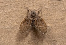 Foto de um mosquito de banheiro, ou mosca do ralo