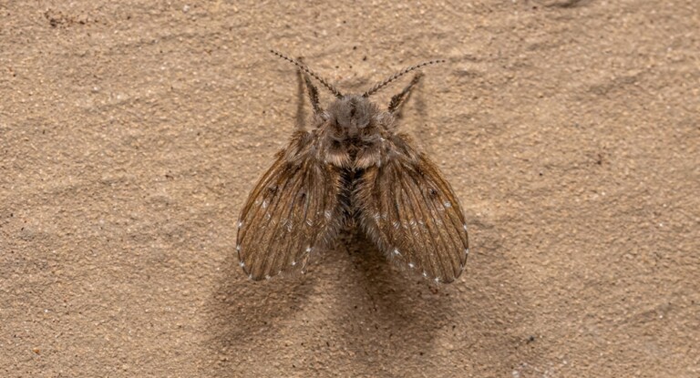 Foto de um mosquito de banheiro, ou mosca do ralo