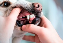 Na foto, o tártaro em cachorro que pode matar