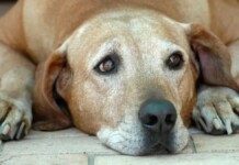 Cachorro triste