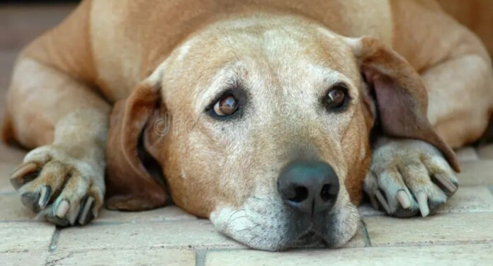Cachorro triste
