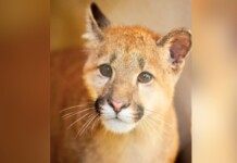 Saiba o nome do novo morador do Zoológico de Sapucaia do Sul