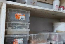 Os alimentos impróprios foram apreendidos no litoral