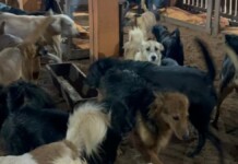 foto dos animais que poderiam ter sido futuras vítimas de eutanásia em Canoas