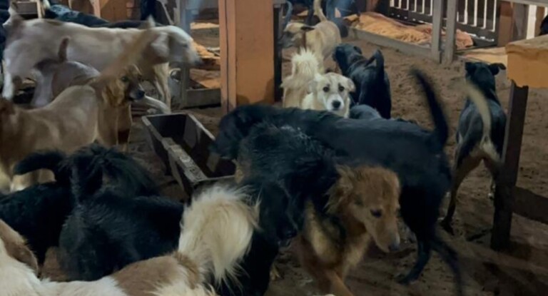 foto dos animais que poderiam ter sido futuras vítimas de eutanásia em Canoas