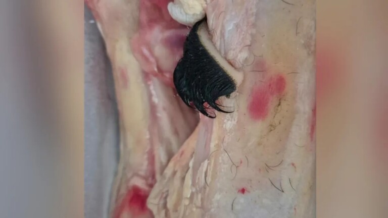 animais pelo animais vendidas