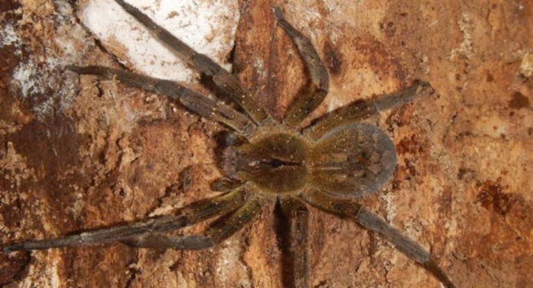 Aranha "afrodisíaca": picada pode causar ereção de até 4 horas