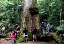 Conheça a árvore mais velha do Brasil com mais de 500 anos
