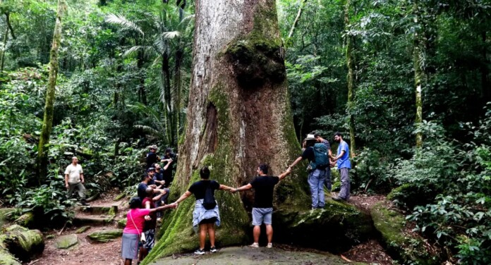 Conheça a árvore mais velha do Brasil com mais de 500 anos