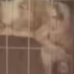 o cachorro que atacou a mulher em porto alegre