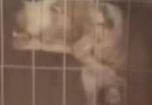 o cachorro que atacou a mulher em porto alegre