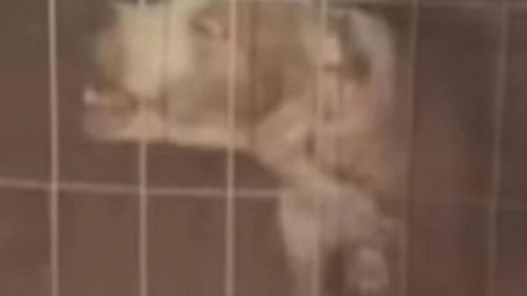 o cachorro que atacou a mulher em porto alegre