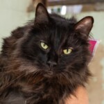 Canoas oferece castração gratuita de gatos pelo Programa MIAU em setembro