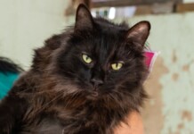 Canoas oferece castração gratuita de gatos pelo Programa MIAU em setembro