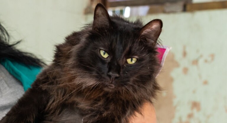 Canoas oferece castração gratuita de gatos pelo Programa MIAU em setembro