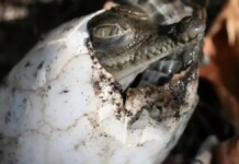 Crocodilo engravida sozinha e gera filhote com 99,9% do próprio DNA