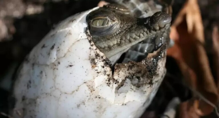 Crocodilo engravida sozinha e gera filhote com 99,9% do próprio DNA