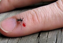 Entenda por que algumas pessoas atraem mais mosquitos do que outras