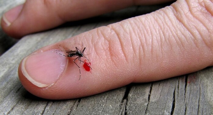 Entenda por que algumas pessoas atraem mais mosquitos do que outras