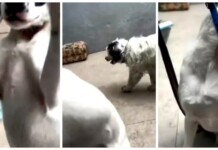 Os cães que sofreram agressões em escola em Guarulhos