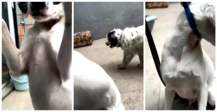 Os cães que sofreram agressões em escola em Guarulhos