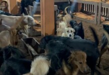 Ex-secretária de Canoas será ouvida pela polícia em investigação sobre matança de animais