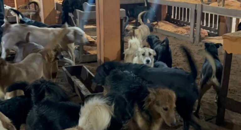 Ex-secretária de Canoas será ouvida pela polícia em investigação sobre matança de animais