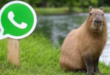 Modo Capivara no WhatsApp: como ativar a personalização?